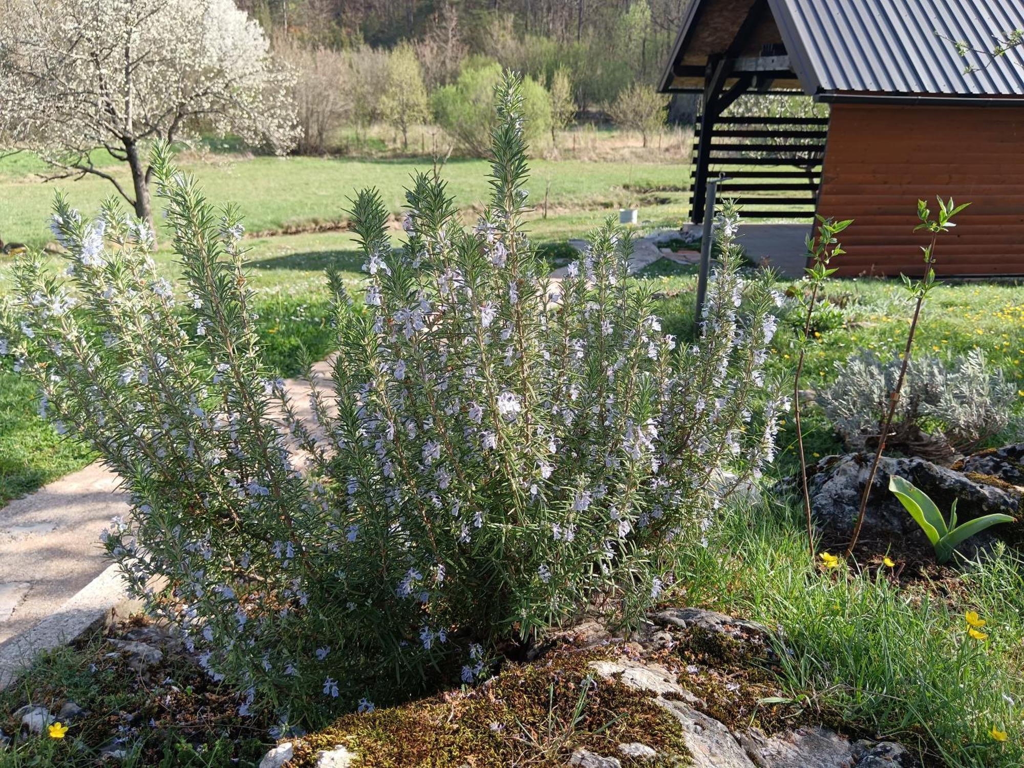 Ferienwohnung Apartman Sveti Rok Exterior foto